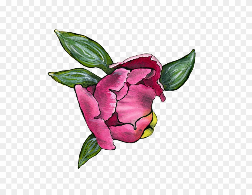 Peony Blossom - Japanese Camellia Clipart