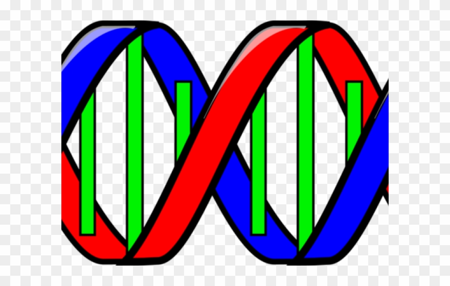 Dna Structure Clipart Simple - Double Helix Clip Art - Png Download