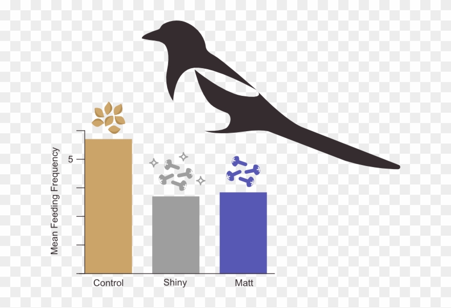 Magpies Fed Far More Frequently From Food Piles In - Black Billed Magpie Clipart