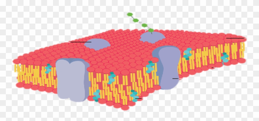 Location - Cell Membrane Transparent Background Clipart