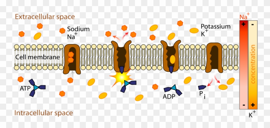Open - Sodium Potassium Pump Clipart