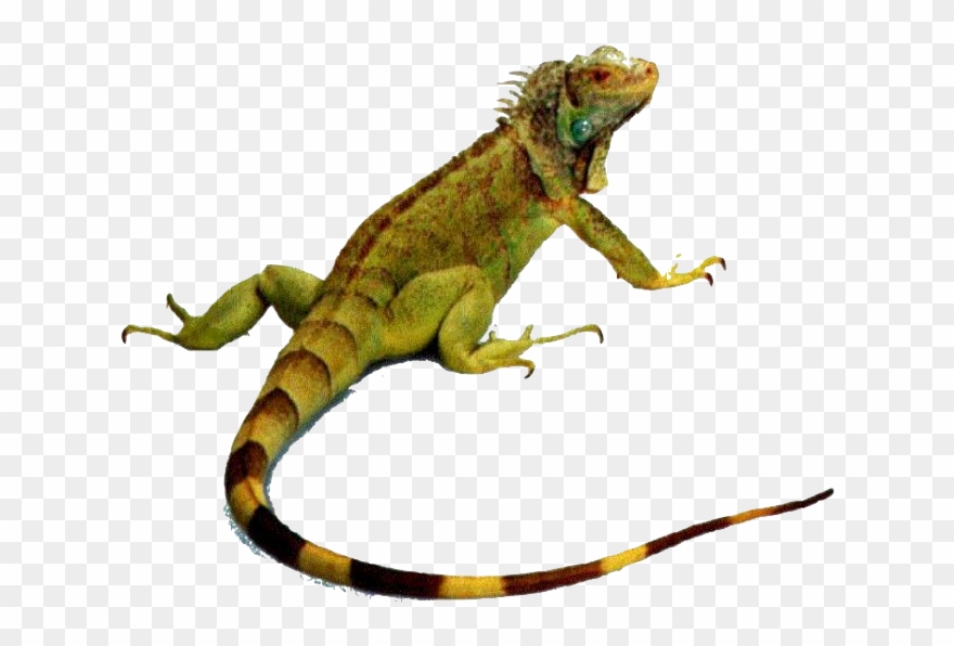 Iguanas - Animals That Crawl Lizard Clipart