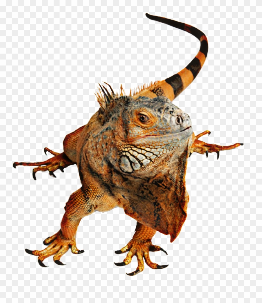 Reptile Sticker By Taliafera - Green Iguana Clipart