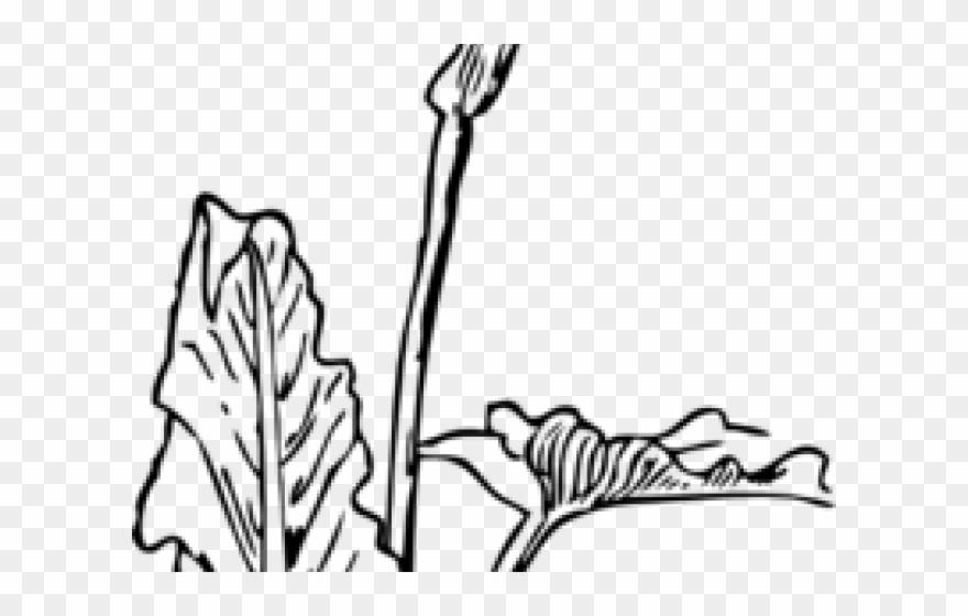 Calla Lily Clipart Canna Lily - Art Nouveau Flower Drawing - Png Download