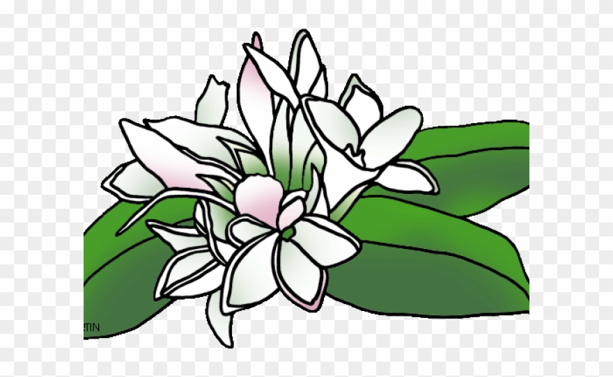 White Flower Clipart Mayflower - Mayflower Flower Clipart - Png Download