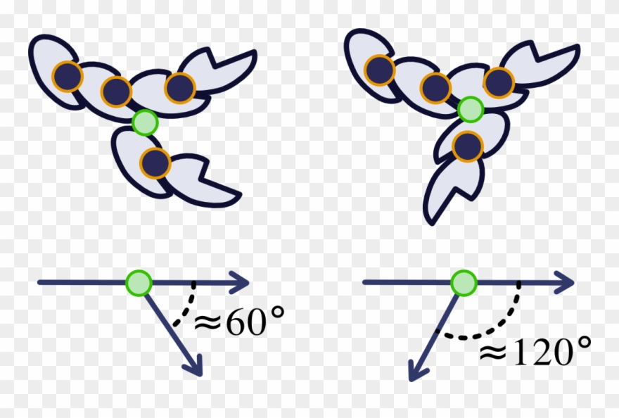 Ftsz Strong Lateral Bond At Different Angles - Cartoon Clipart