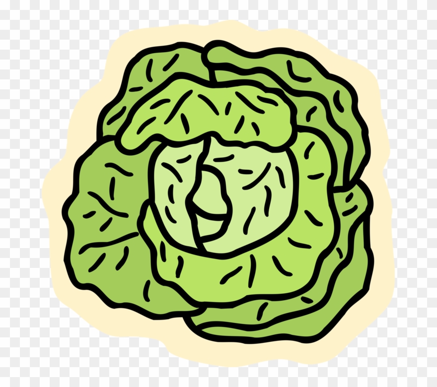 Cabbage Vector Leaf - Salat Clipart - Png Download