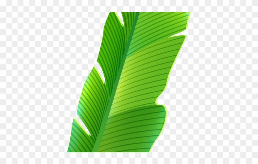 Tropics Clipart Palm Frond - Banana Leaf Png Transparent Png