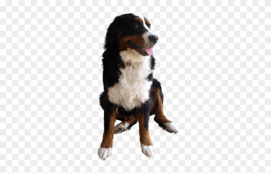 Free Png Dog Png Images Transparent - Dogs High Resolution Png Clipart