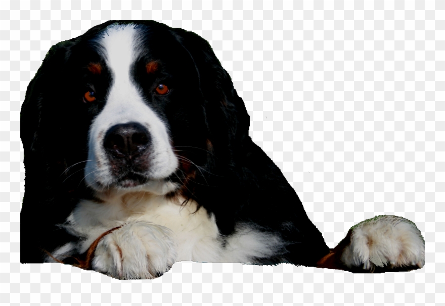 Bernese Mountain Dog For Sale - Bernese Mountain Dog Png Clipart