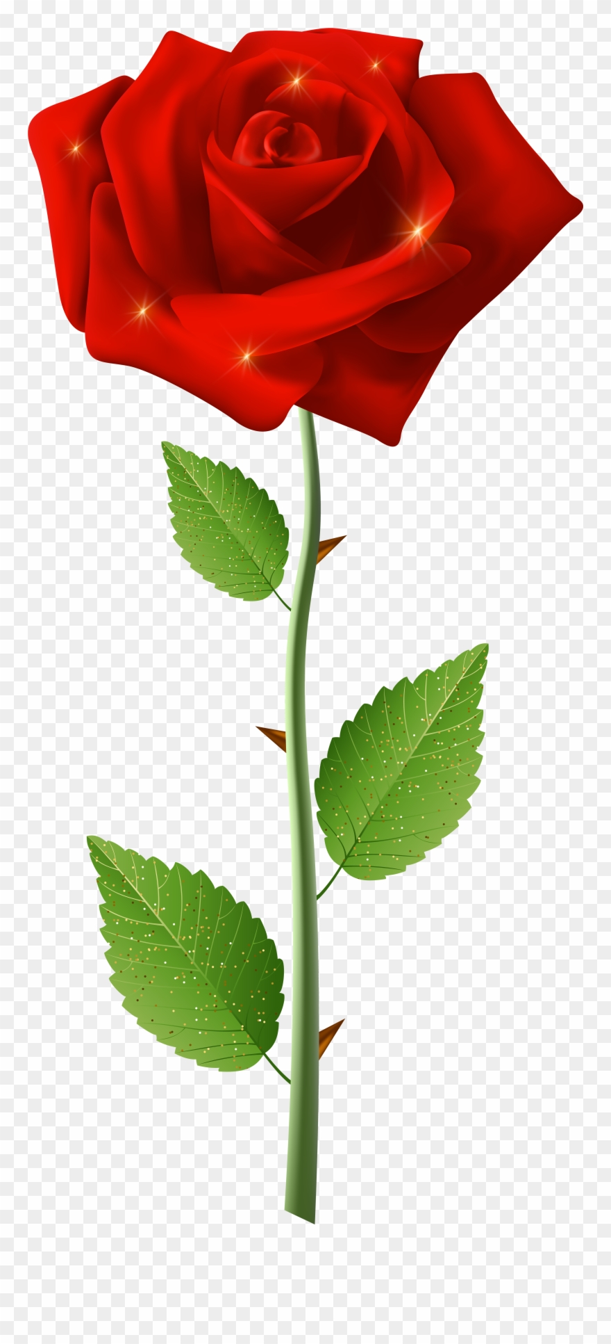 Hoa Hồng Đỏ Png Clipart