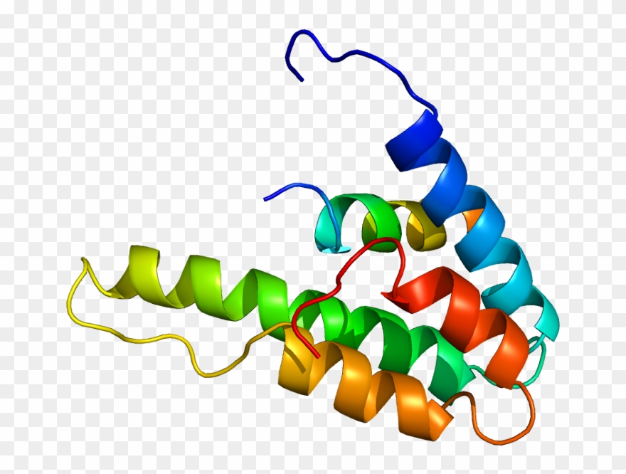 Sin3a Protein Clipart