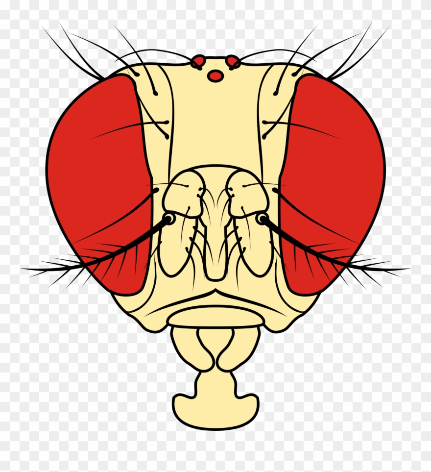 Open - Drosophila Melanogaster Head Anatomy Clipart