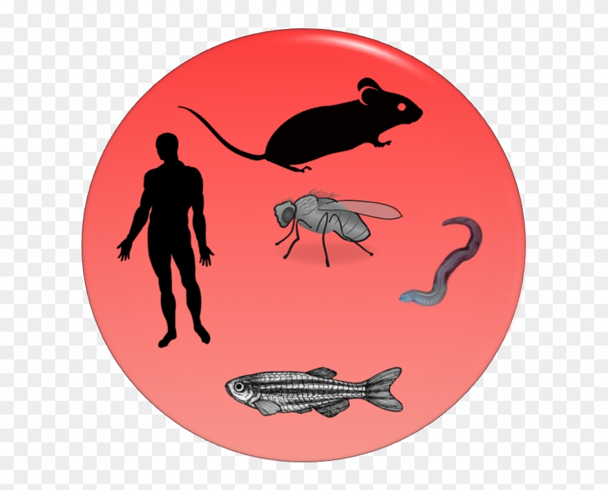 Mechanistic Team - Wolf Native Susquehannock Clothing Clipart