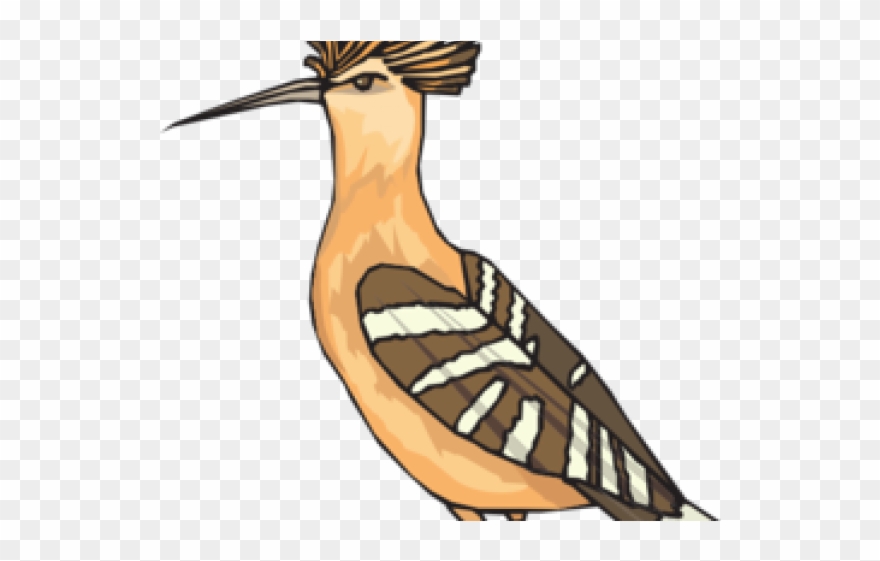 Roadrunner Clipart Angry - نقاشی کودکانه هد هد - Png Download