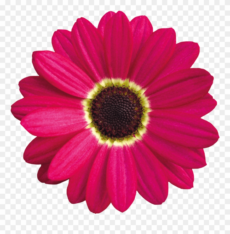 Pink Daisy Clipart Images Gallery For Free Myreal - Limpa Vidro De Carro - Png Download