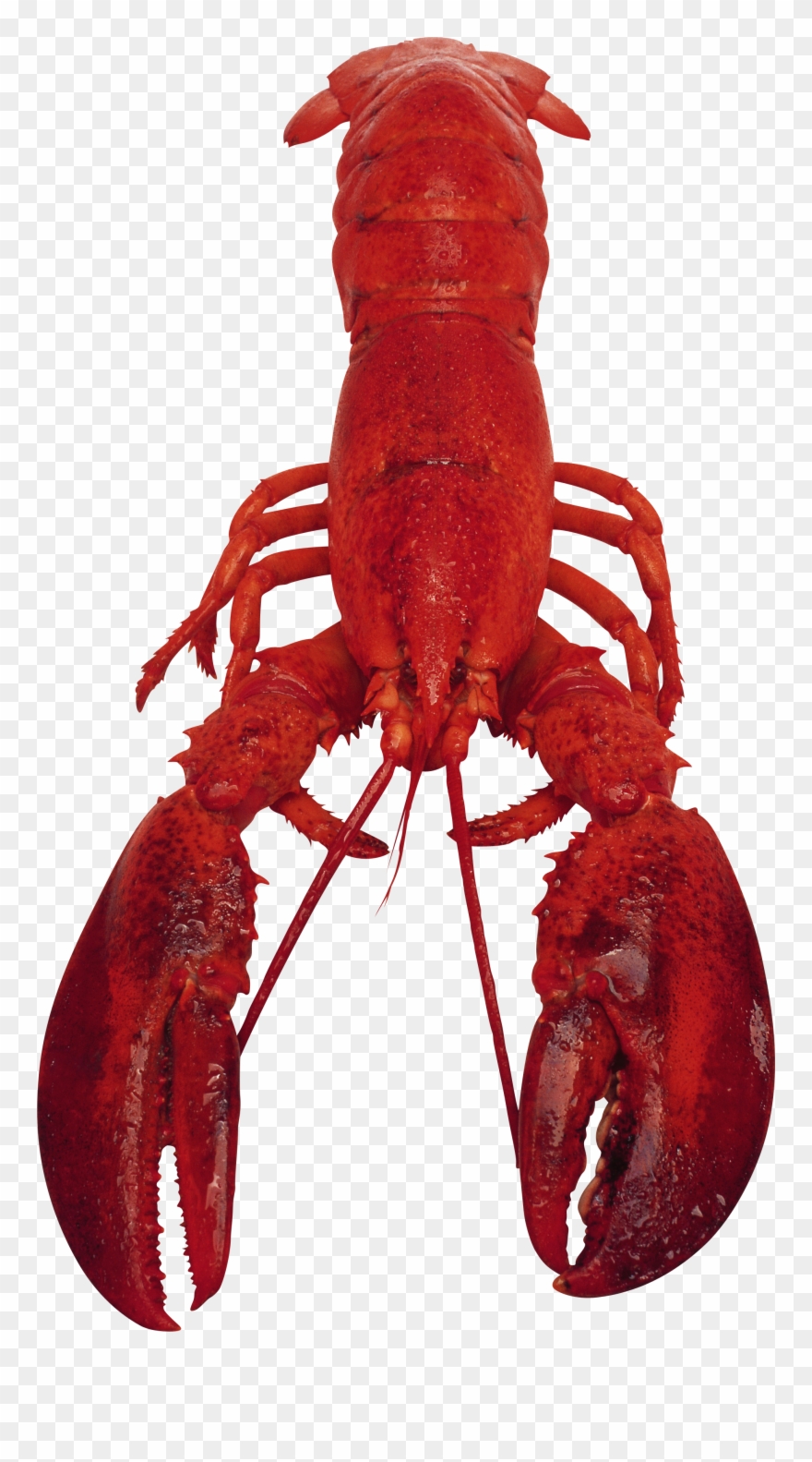 Lobster Png - Рак На Белом Фоне Clipart