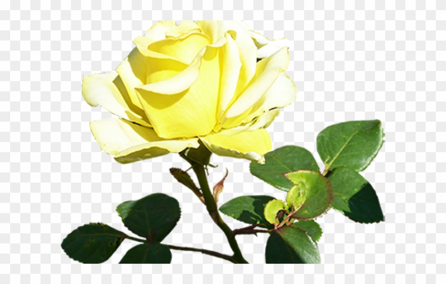 Yellow Rose Clipart Romantic Rose - Floribunda - Png Download