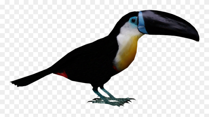 Tucan Png - Toucan Png Clipart