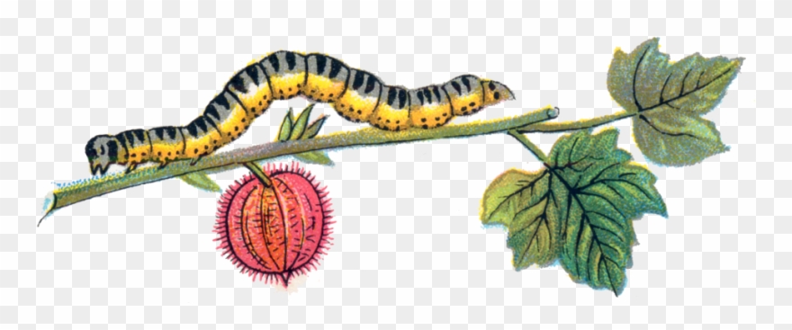 Caterpillar - Caterpillar Png Clipart