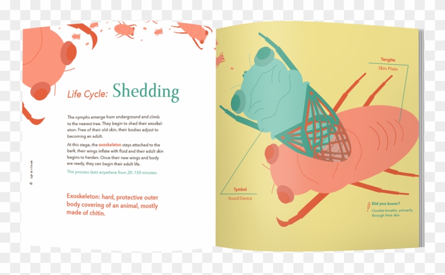 A Booklet Was Made As A Take Away From The Exhibit - Illustration Clipart