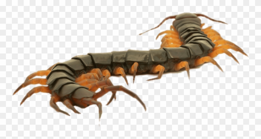 Close Up Of A Brown Centipede - Centipede Close Up Clipart