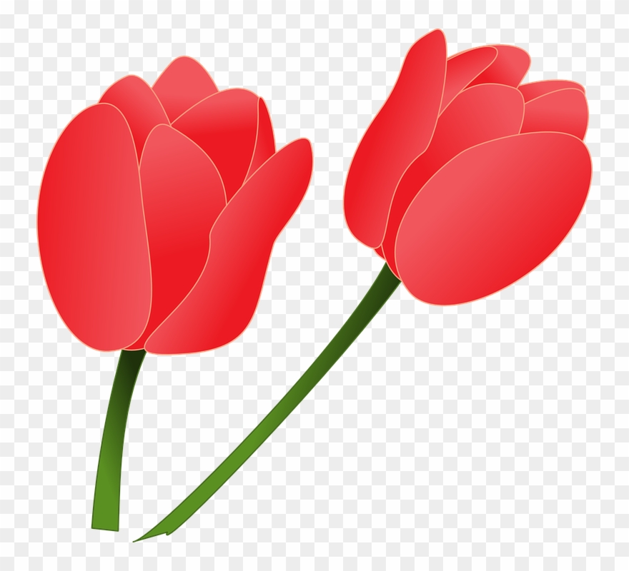 Tulip Clip Art - Flower Tulip Cartoon Png Transparent Png