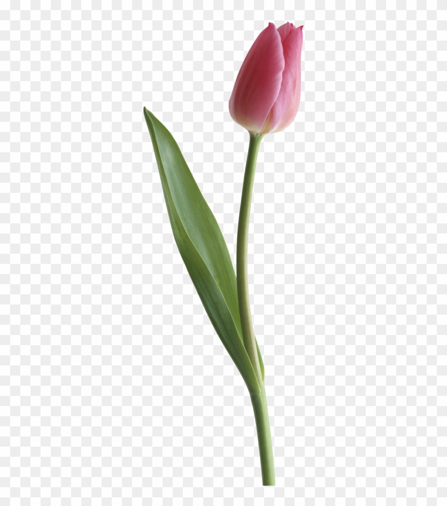 Tulips Greeting Card - Tulip Png Clipart