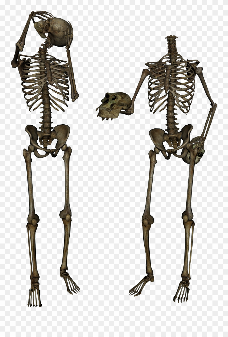 Png Photo, Skeletons, Skulls, Clip Art, Skull, Illustrations - Body Skeleton Png Transparent Png