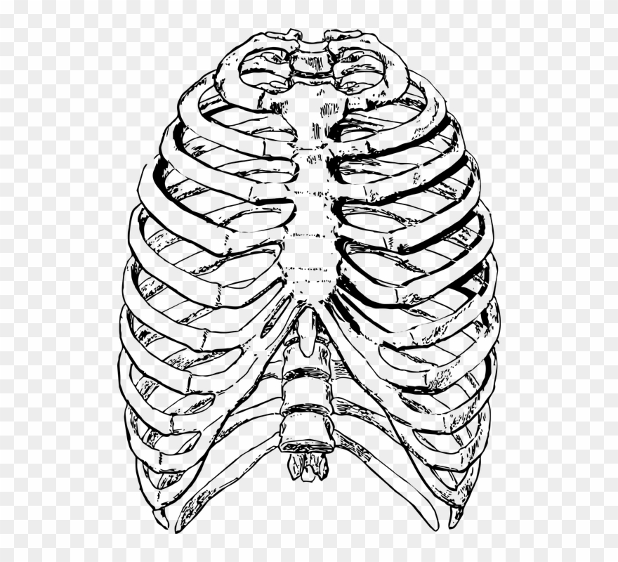 Clip Art Freeuse Cage Drawing Pixel - Human Rib Cage - Png Download