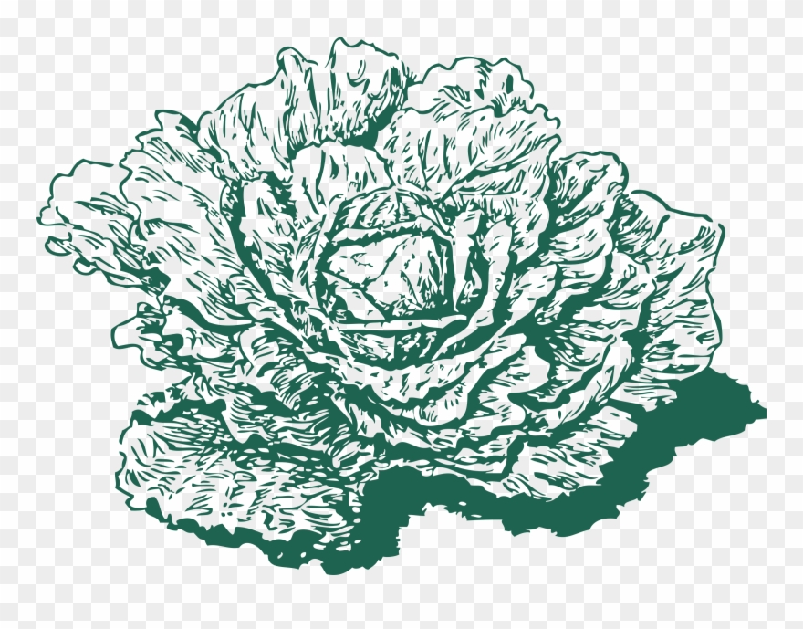 Red Cabbage Leaf Vegetable Cauliflower - Cabbage Drawing Botanical Png Clipart
