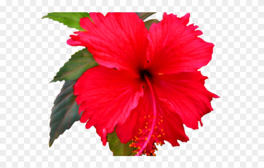 Hibiscus Clipart Red Hawaiian Flower - Flower Clip Art - Png Download