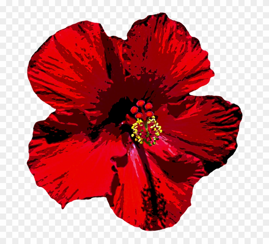 Hibiscus Clipart Bloom - Мальва Пнг - Png Download