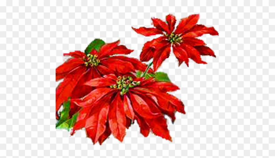 Poinsettia Clipart Petal - Art - Png Download