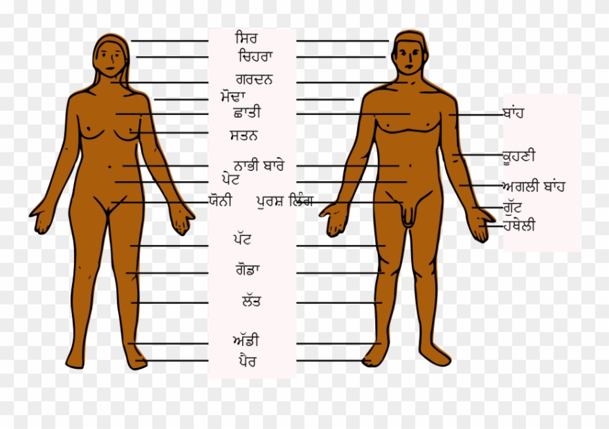 Body Parts Pictures - Human Boy Body Parts Clipart