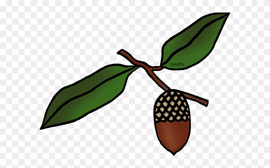 State Tree Of Iowa - United States Of America Clipart