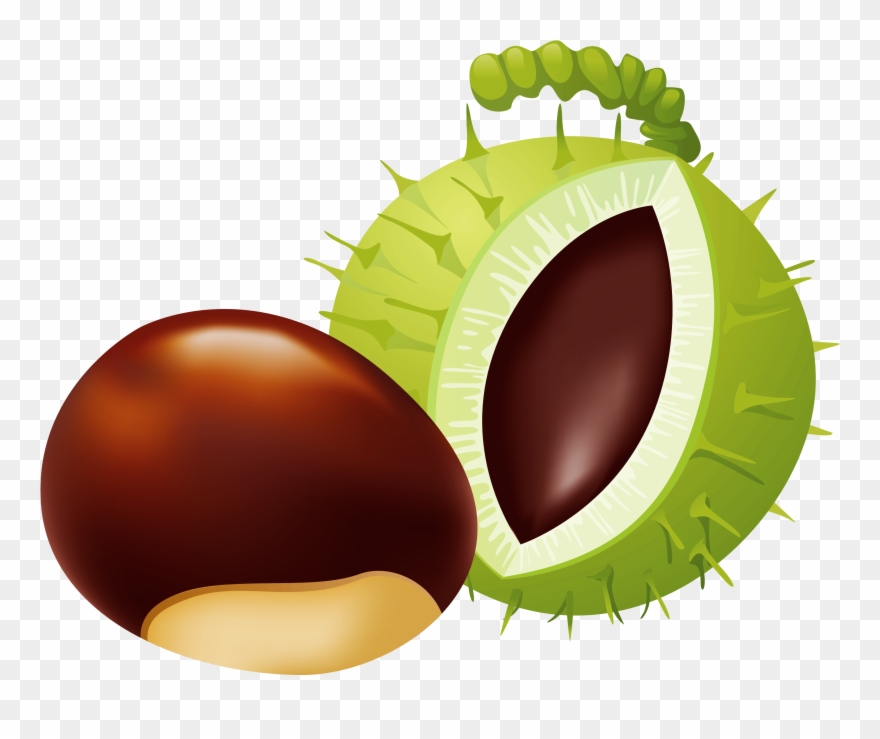 At Getdrawings Com Free For Personal Use - Chestnut Clipart - Png Download