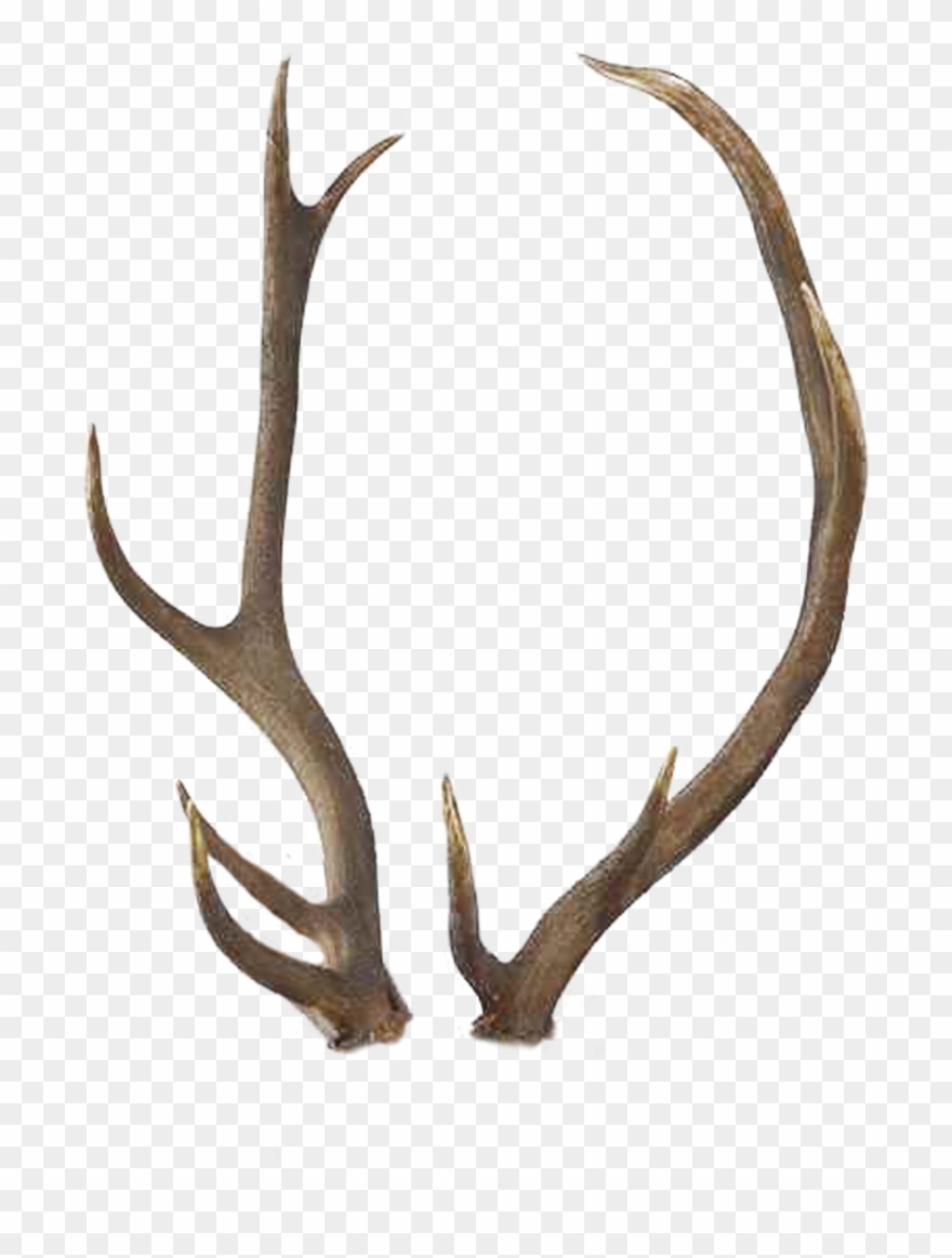 Vector Freeuse Stock Antlers Transparent Background - Horns Png Clipart