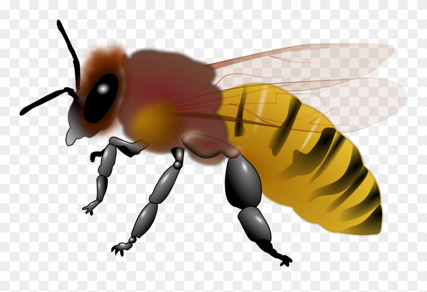 Piano Clip Art Free Bee - Clip Art Honey Bee - Png Download