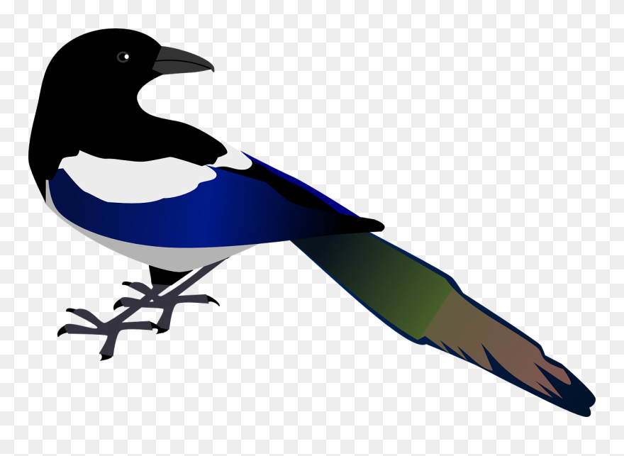 Onlinelabels Clip Art - Magpie Clipart - Png Download