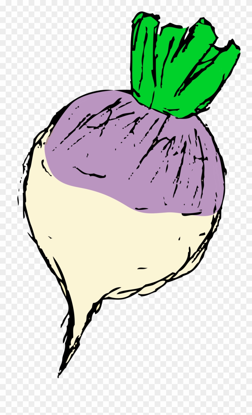 Employment Hiring Open Wise Acres Farm - Turnip Clipart