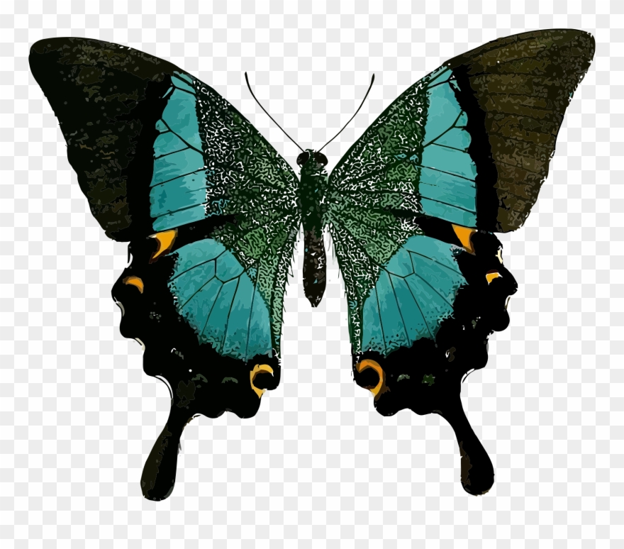 Butterfly Paris Peacock Insect Green Old World Swallowtail - Blue And Black Butterfly Shower Curtain Clipart