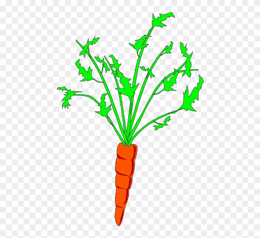 Clip Download Carrot Clipart Plant - Carrot Animation - Png Download