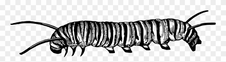 Caterpillar Clipart Black And White - Monarch Caterpillar Clipart Black And White - Png Download