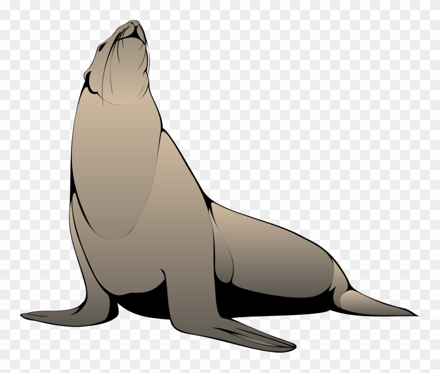 Seal Looking Up Clip Art - Seal Art - Png Download