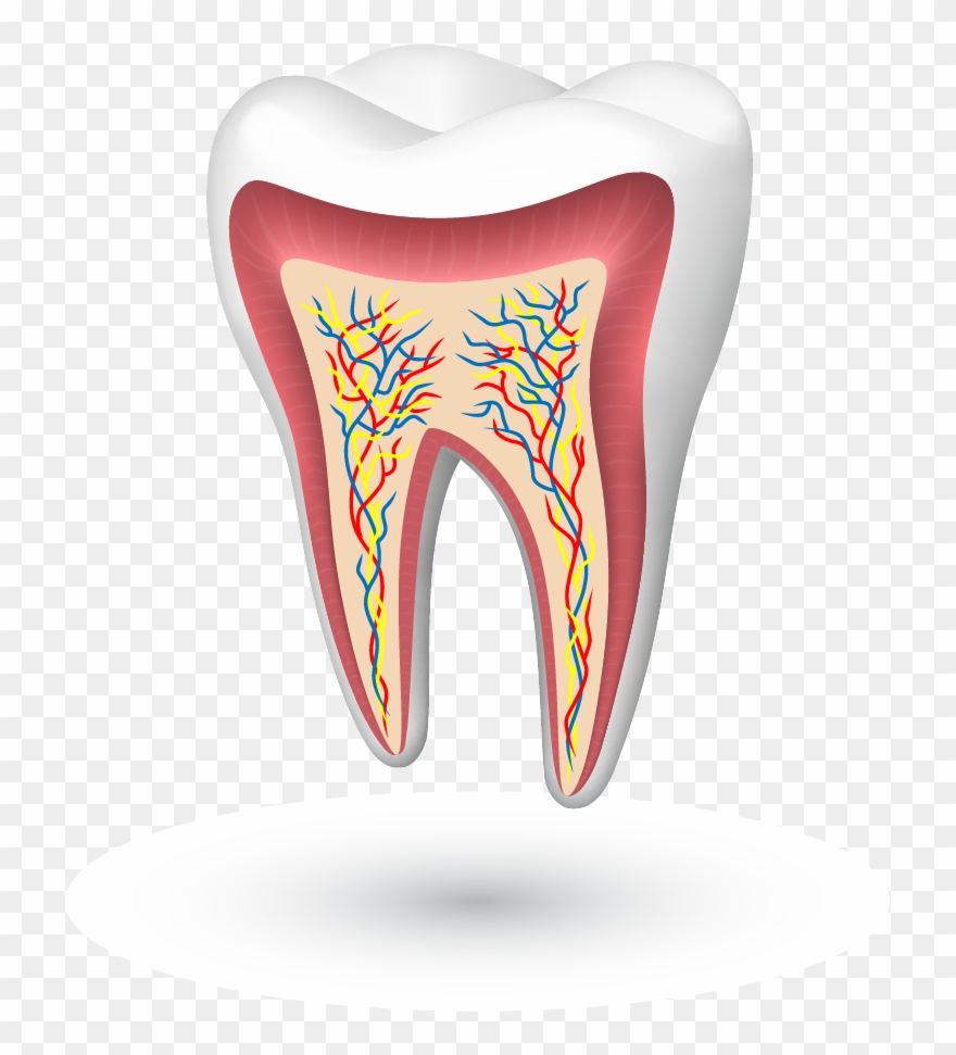 Birch Street Dentistry - Tooth Clipart