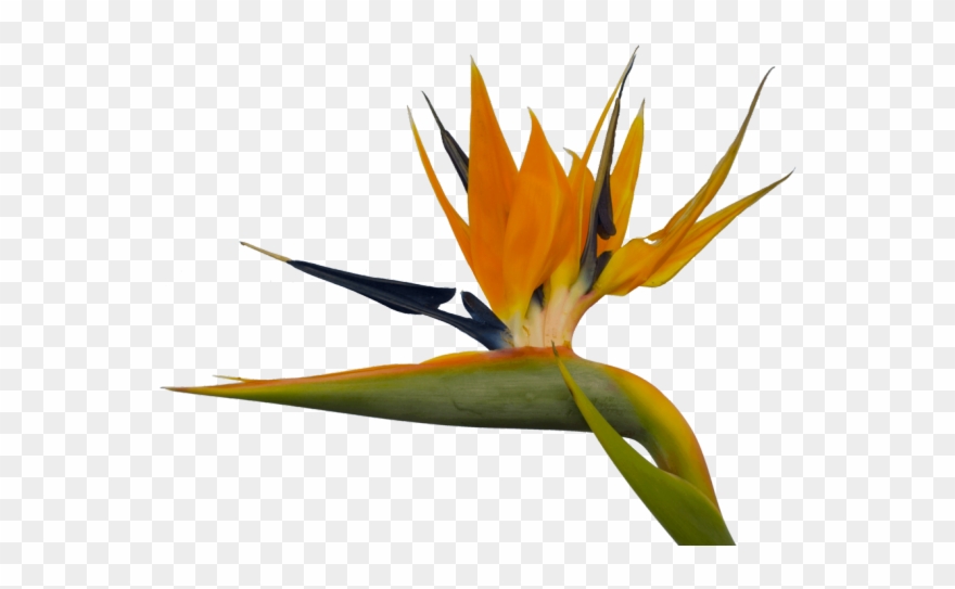 Bird Of Paradise Clipart Paradise Free - Birds Of Paradise Png Transparent Png