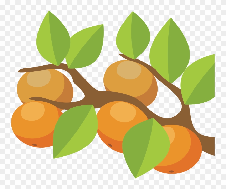 Medium Image - Clipart Orange Tree - Png Download