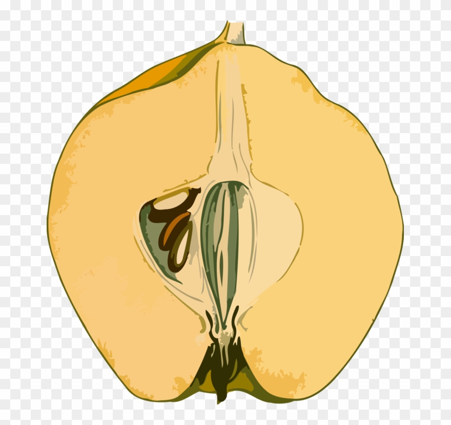 All Photo Png Clipart - Quince Clipart Transparent Png