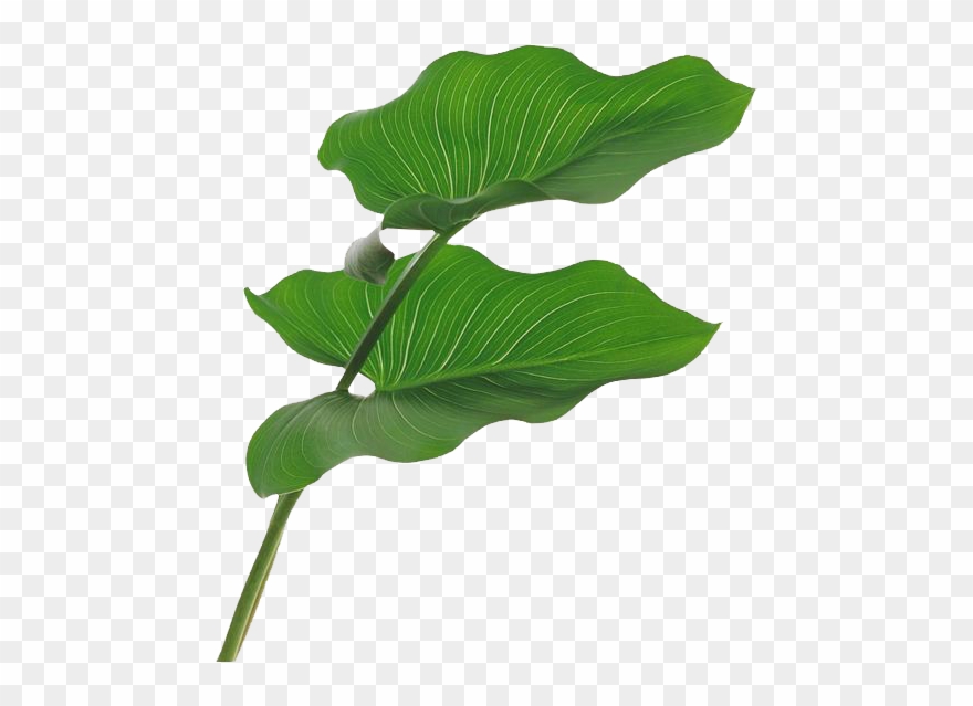 树叶素材 - Leaf Clipart